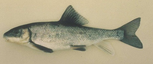 Large Scale Sucker